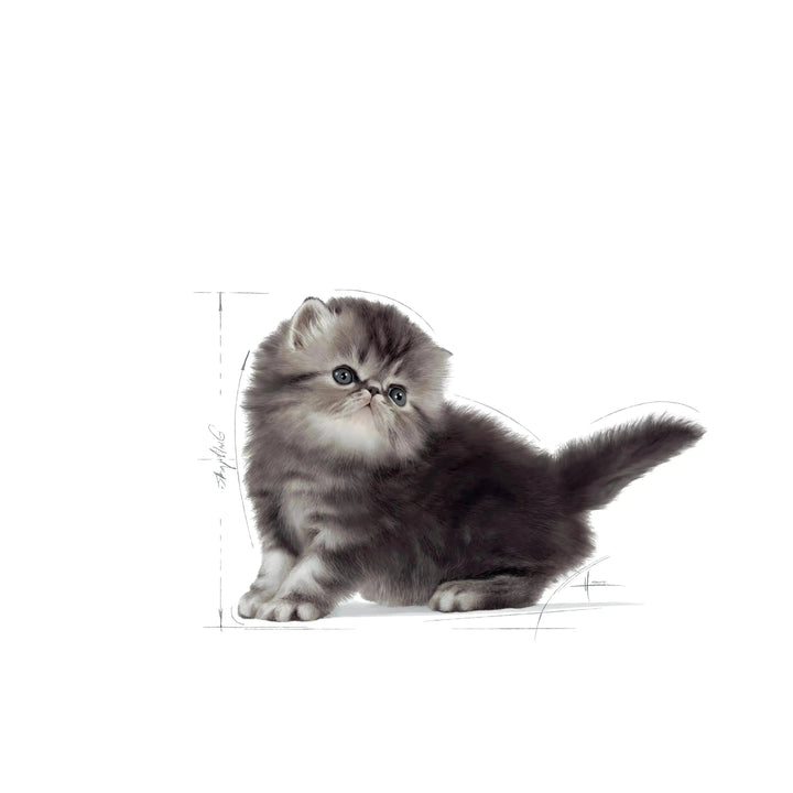 Royal Canin Persian Kitten - PetsCura