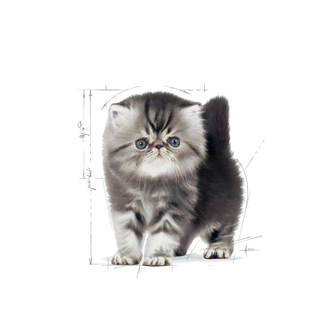 Royal Canin Persian Kitten - PetsCura