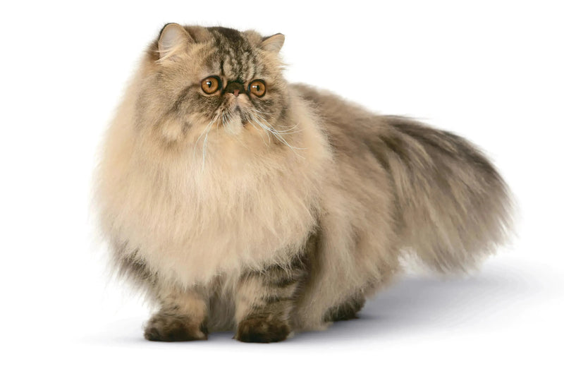 Royal Canin Persian Adult - PetsCura