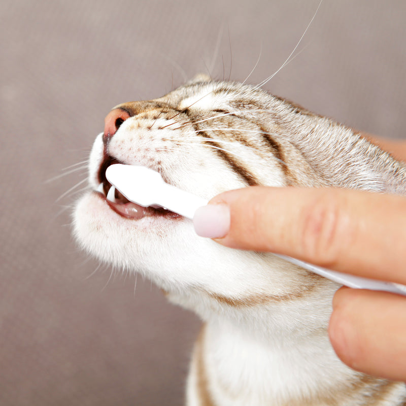 Cats Dental Hygiene Set