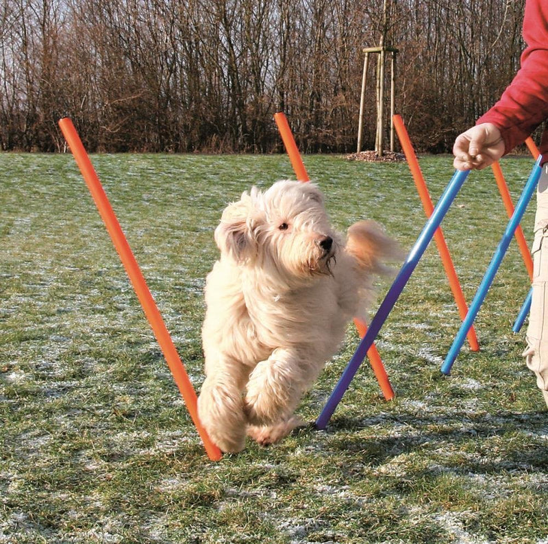 Dog Agility- Slalom ( Weave Poles)