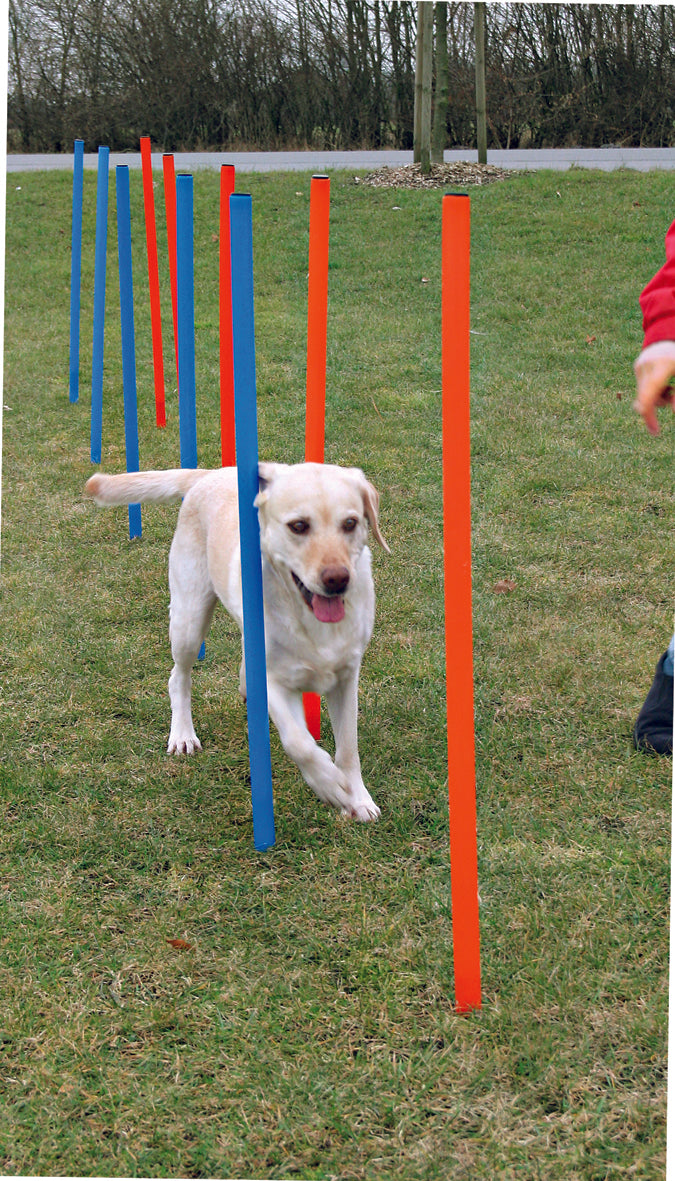 Dog Agility- Slalom ( Weave Poles)
