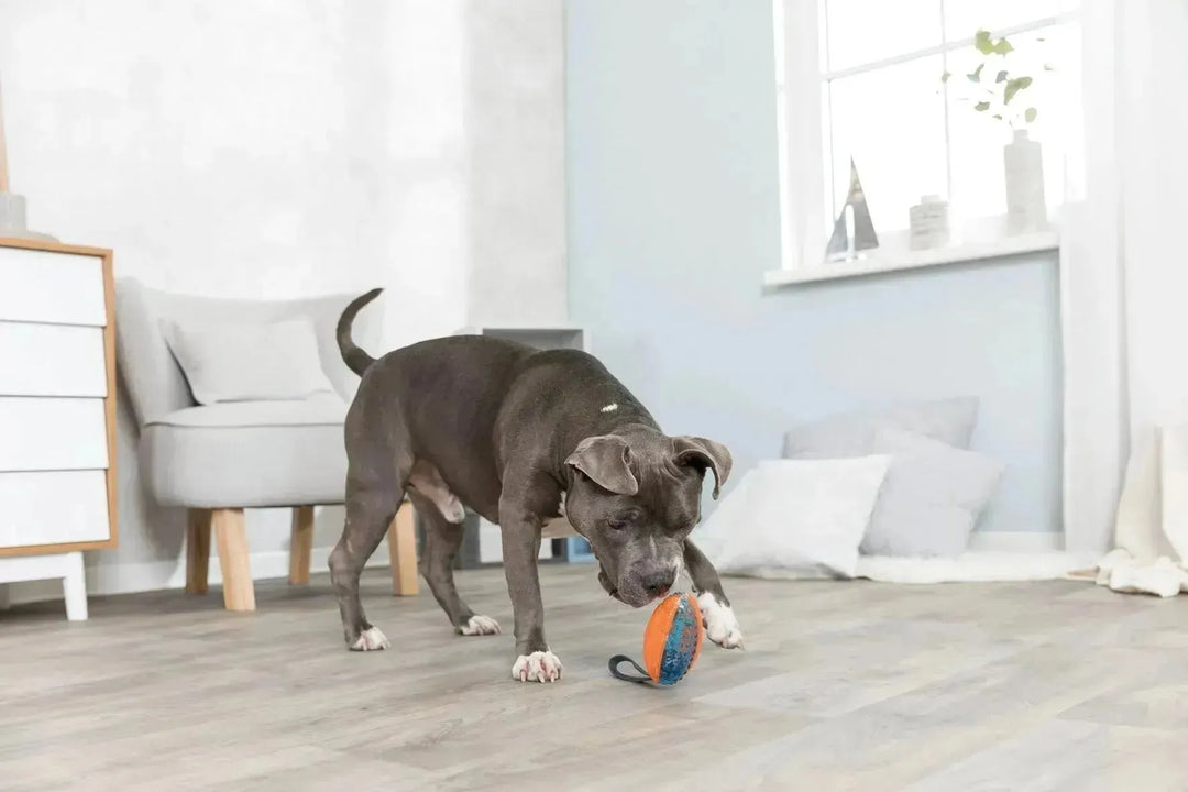 Push to Mute Rugby Ball - PetsCura