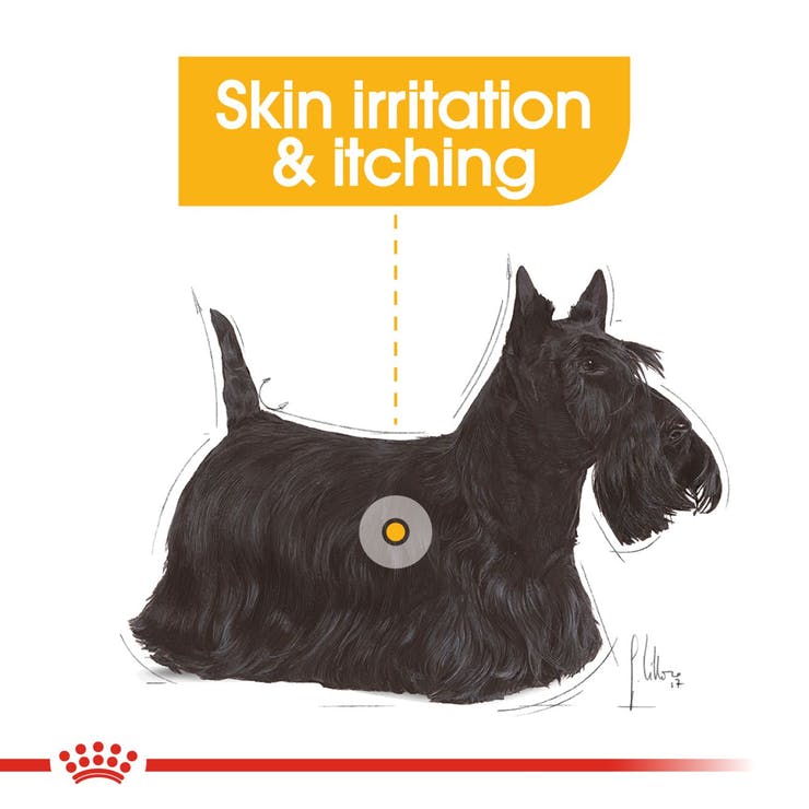Royal Canin Dermacomfort Care Canine Loaf 12 x 85 gms