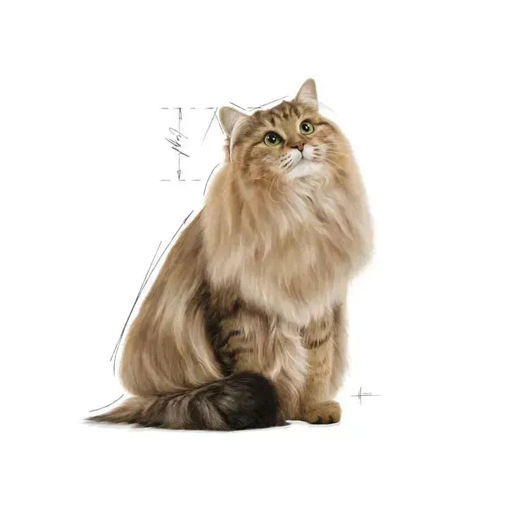 Royal Canin Hairball Care Gravy