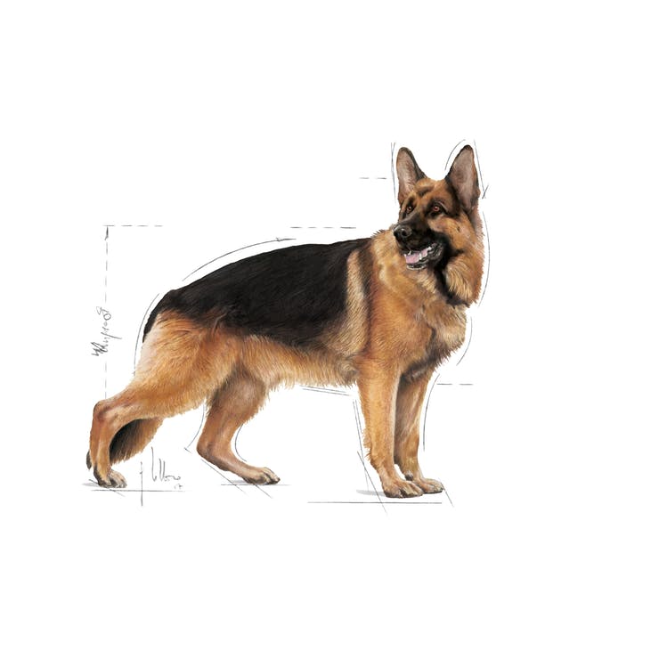 Royal Canin Maxi Adult Wet - PetsCura