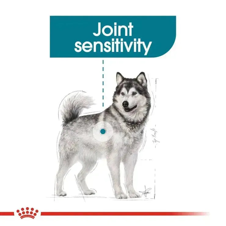 Royal Canin Maxi Joint Care